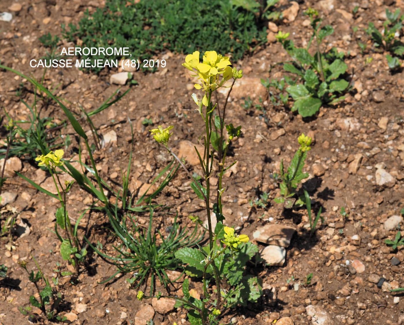 Mustard, Charlock plant